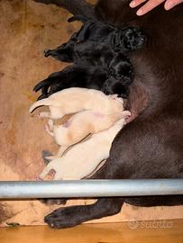 Labrador Retriver