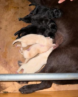 Labrador Retriver