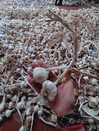 aglio appena raccolto