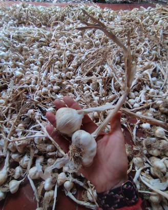 aglio appena raccolto