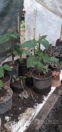 giardino fai da te