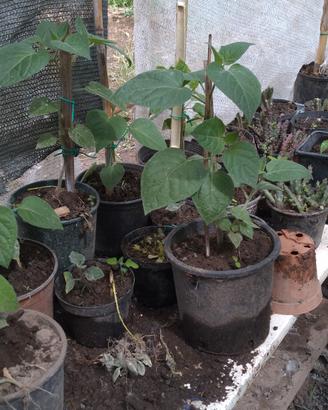 giardino fai da te