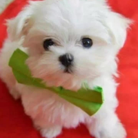 Cuccioli maltese