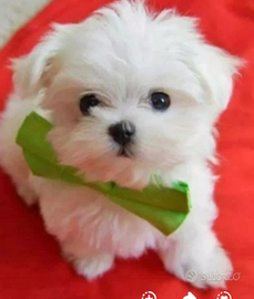 Cuccioli maltese
