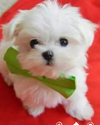 Cuccioli maltese