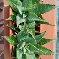 Aloe Maculata