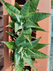 Aloe Maculata