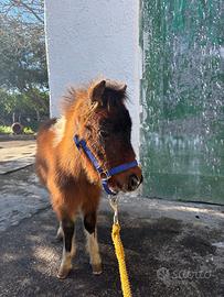 Mini mini pony pezzato