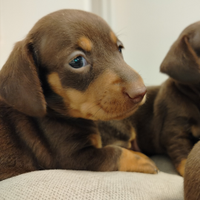 Cuccioli di bassotto con pedigree ENCI
