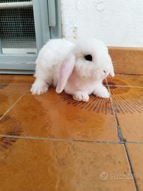 Coniglio nano ariete bianco occhi azzurri