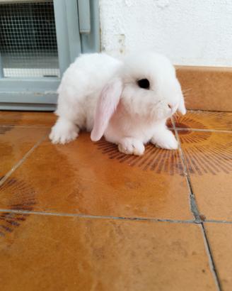 Coniglio nano ariete bianco occhi azzurri