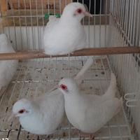 Tortorelle diamantine bianche e pezzate