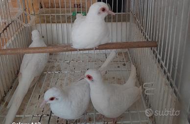 Tortorelle diamantine bianche e pezzate