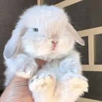 Coniglietto ariete minilop