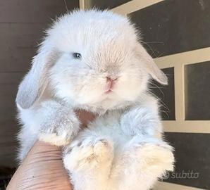 Coniglietto ariete minilop