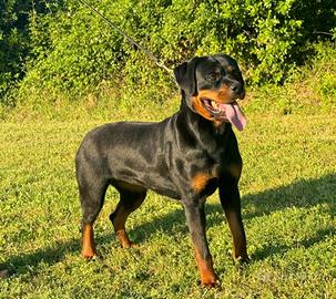 Allevamento Rottweiler