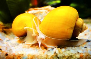 Ampullarie platy e caridine