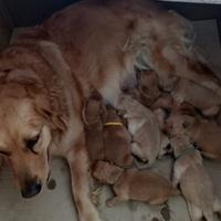 Cuccioli disponibili