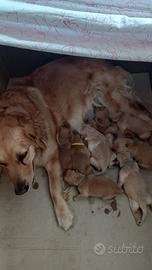 Cuccioli disponibili