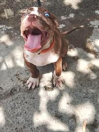 Cuccioli american bully