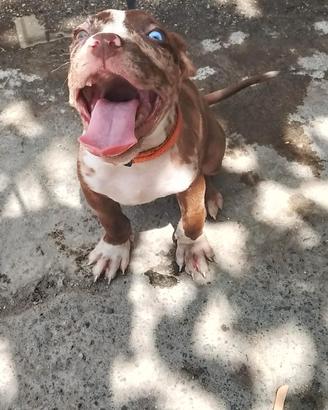 Cuccioli american bully