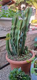 Piante di cactus grandi
