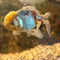 Oranda testa di leone