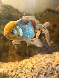 Oranda testa di leone