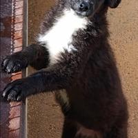 Nadir cucciola mix border collie