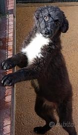 Nadir cucciola mix border collie