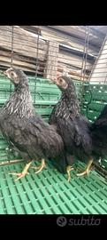 galline 
