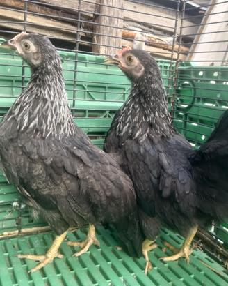 galline 