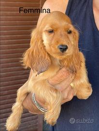 Cocker cuccioli Maschio, Femmina