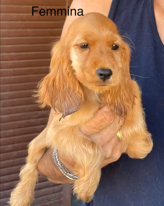 Cocker cuccioli Maschio, Femmina
