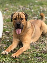 Cane corso maschio per accoppiamento