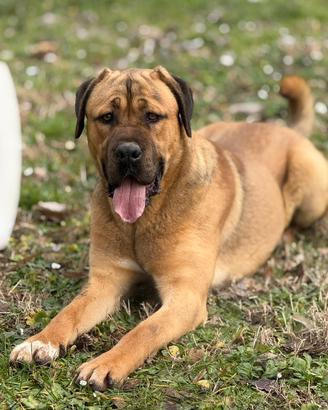 Cane corso maschio per accoppiamento