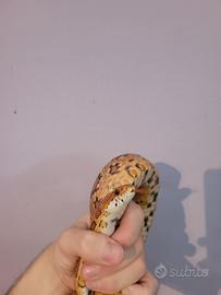 Serpente del grano normal( Pantherophis guttatus )