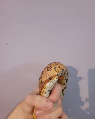 Serpente del grano normal( Pantherophis guttatus )