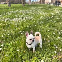 Accoppiamento cani chihuahua nano