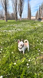 Accoppiamento cani chihuahua nano