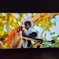 TV LG OLED 42C4