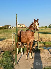 Cavallo