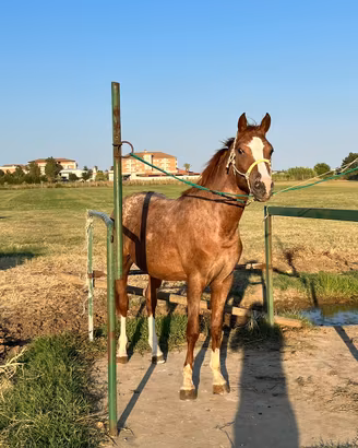 Cavallo