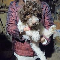 Cucciola di Lagotto