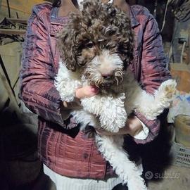 Cucciola di Lagotto