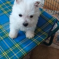 West Highland White Terrier