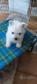 West Highland White Terrier