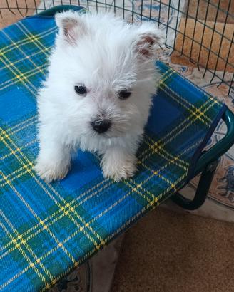 West Highland White Terrier