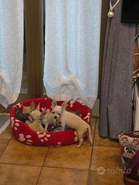 Cuccioli di chihuahua con pedigree