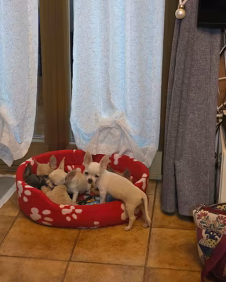 Cuccioli di chihuahua con pedigree